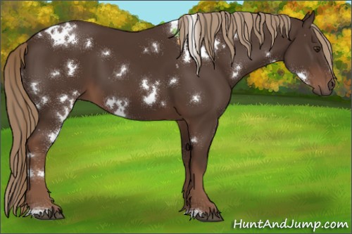 Horse Color:White Spotted Liver Chestnut 