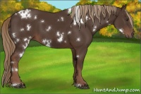 Horse Color:White Spotted Liver Chestnut 