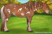 Horse Color:White Spotted Chestnut 