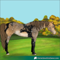 Horse Color:Void Buckskin Tobiano Appaloosa 