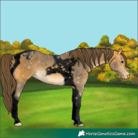 Horse Color:Void Buckskin Tobiano Appaloosa 