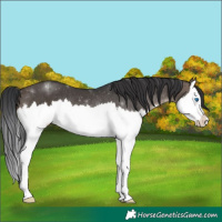 Horse Color:Brown Dun Splash Rabicano