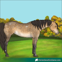 Horse Color:Buckskin Dun 