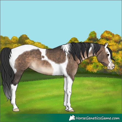 Horse Color:Brown Dun Splash Tobiano