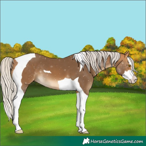 Horse Color:Silver Buckskin Splash Tobiano