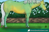 Horse Color:Watercolor Silver Bay