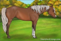 Horse Color:Silver Bay 