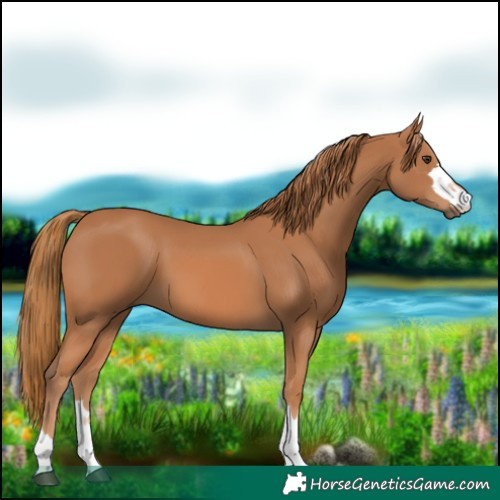 Horse Color:Chestnut 