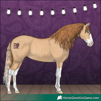 Horse Color:Red Dun Splash