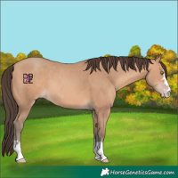 Horse Color:Amber Champagne 