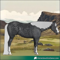 Horse Color:Silver Black Chinchilla 