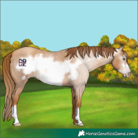 Horse Color:Gray Gold Champagne Roan Frame 