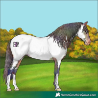 Horse Color:Nacre Buckskin Near Fewspot 