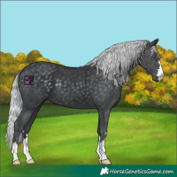 Horse Color:Silver Black Chinchilla 