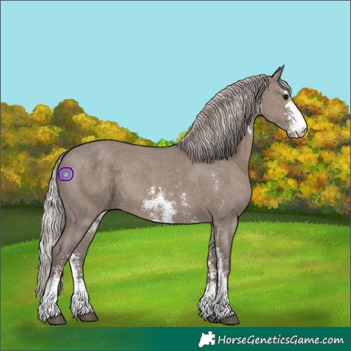 Horse Color:Silver Grullo Sabino 