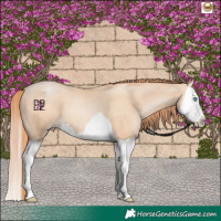 Horse Color:Amber Champagne Pearl Splash 