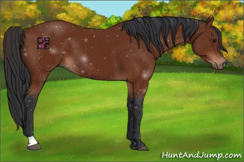 Horse Color:Brown 