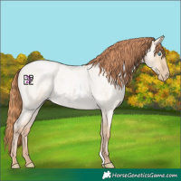 Horse Color:Buckskin Roan Pearl Dun 