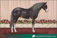 Horse Color:Liver Chestnut Mushroom