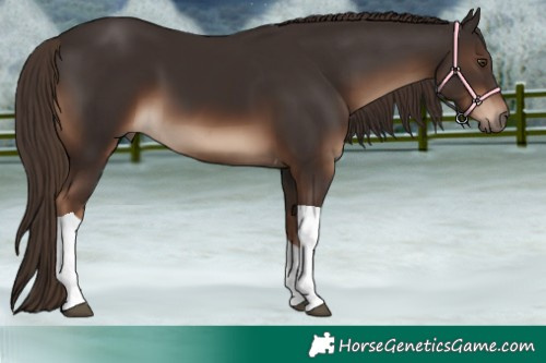 Horse Color:Liver Chestnut Tobiano 