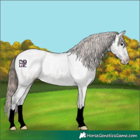 Horse Color:Grullo Ice Roan Appaloosa 