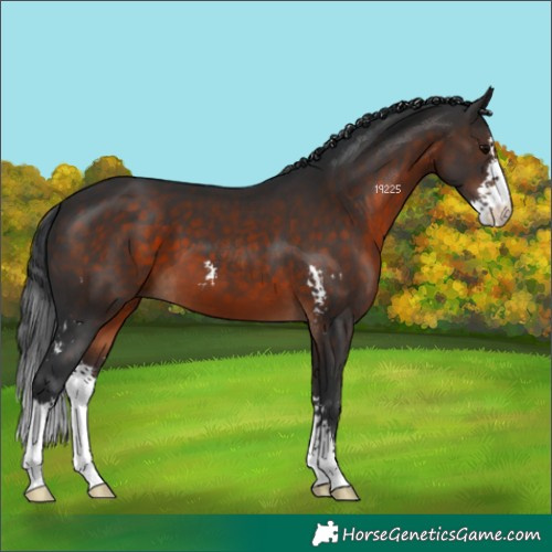 Horse Color:Brown Sabino