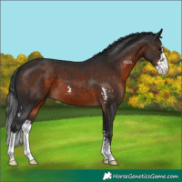 Horse Color:Brown Sabino