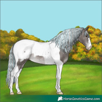 Horse Color:Platinum Painted Chocolate Palomino Tobiano Appaloosa 