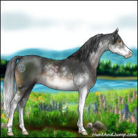 Horse Color:Brown Sabino 