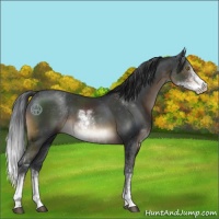 Horse Color:Brown Sabino 