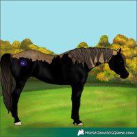 Horse Color:Void Buckskin Roan Splash 