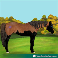 Horse Color:Void Bay Roan Splash 