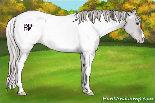 Horse Color:Platinum Chocolate Palomino Dun Tobiano Appaloosa 