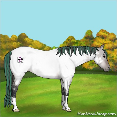 Horse Color:Platinum Painted Bay Dun Appaloosa 