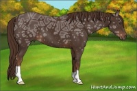 Horse Color:Liver Chestnut Ice 