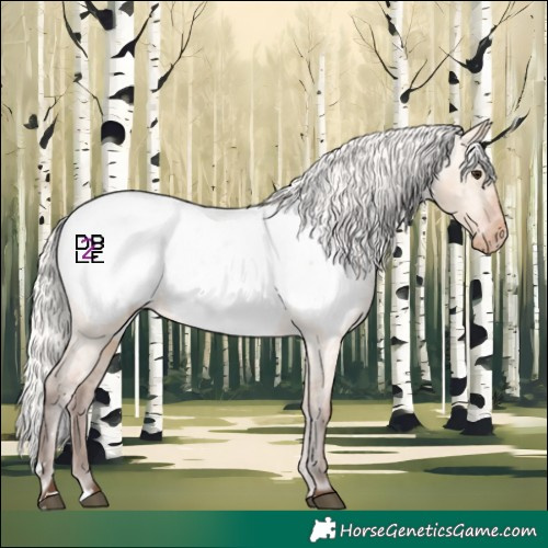 Horse Color:Silver Bay Dun Appaloosa 
