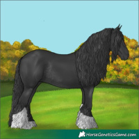 Horse Color:Black Tobiano Rabicano