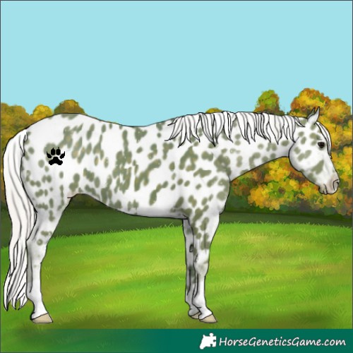 Horse Color:Watercolor Silver Black Appaloosa 