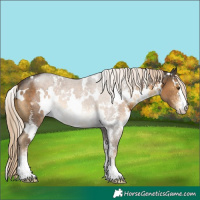 Horse Color:White Spotted Chocolate Palomino Sabino 