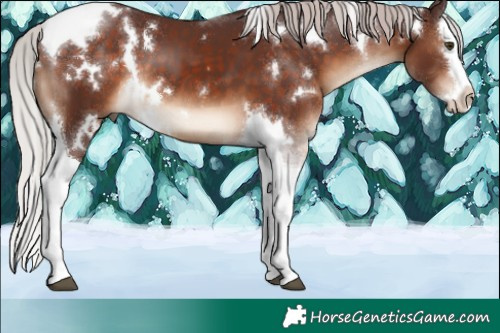 Horse Color:White Spotted Chocolate Silver Brown Splash Tobiano 