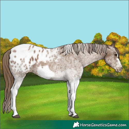Horse Color:Gray White Spotted Black Pearl Tobiano Frame Appaloosa 