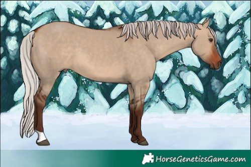 Horse Color:Silver Bay Dun 