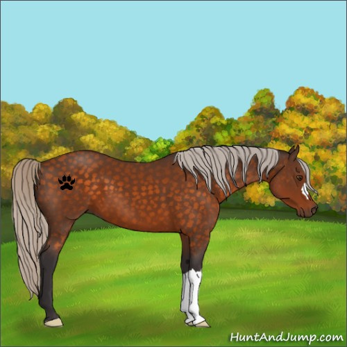 Horse Color:Silver Buckskin 