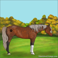 Horse Color:Silver Buckskin 