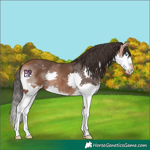 Horse Color:Bay Splash 