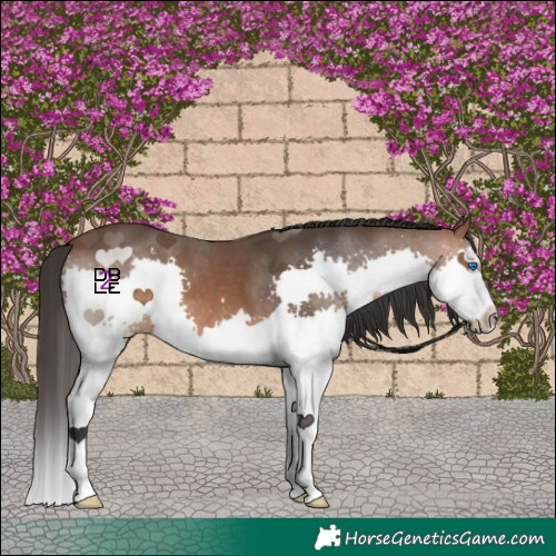 Horse Color:Bay Splash 