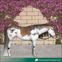 Horse Color:Bay Splash 