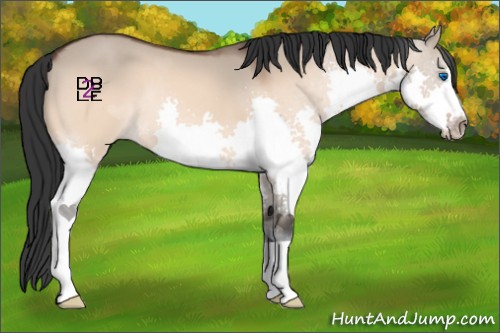 Horse Color:Bay Dun Splash 