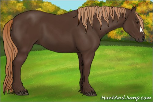 Horse Color:Liver Chestnut 