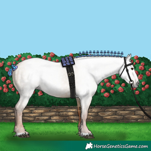 Horse Color:Gray Red Dun 